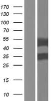 PLIN3 / M6PRBP1 / TIP47 Protein (Over-Expression Lysate Myc-DDK (Flag))