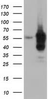 DYNC1LI1 Antibody (clone OTI1H4)