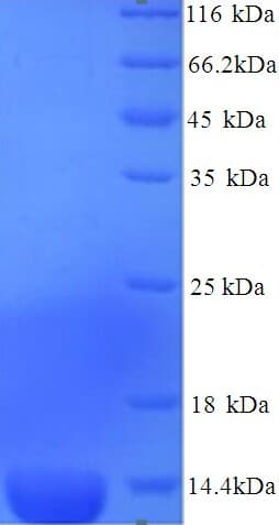 Mouse Serum Amyloid A-3 Protein (Recombinant His)