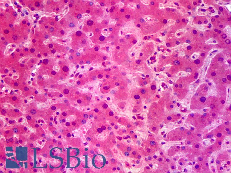 IHC-plus™ SIK1 / MSK Antibody (clone 2C12)