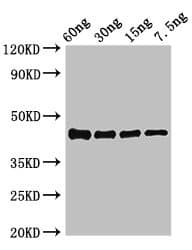 Polyclonal Rabbit anti-Vibrio parahaemolyticus ompK Antibody