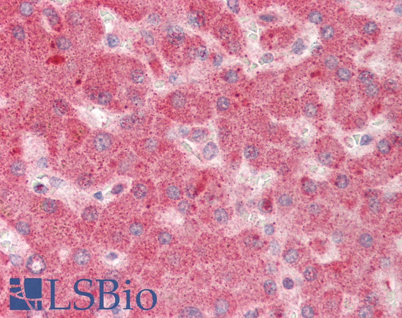 WLS / GPR177 Antibody (aa53-102)