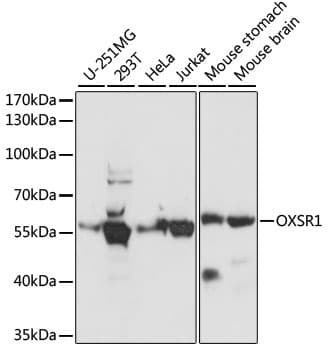 OXSR1 / OSR1 Antibody