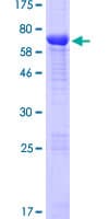 Human ATG4A Protein (Recombinant GST)
