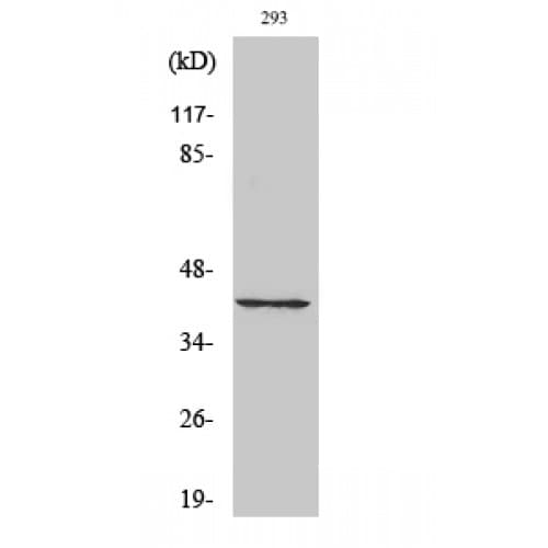 CDK7 Antibody (260-340 aa, C-terminal)