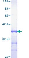 Human EP300 / p300 Protein (Recombinant GST, N-terminus)