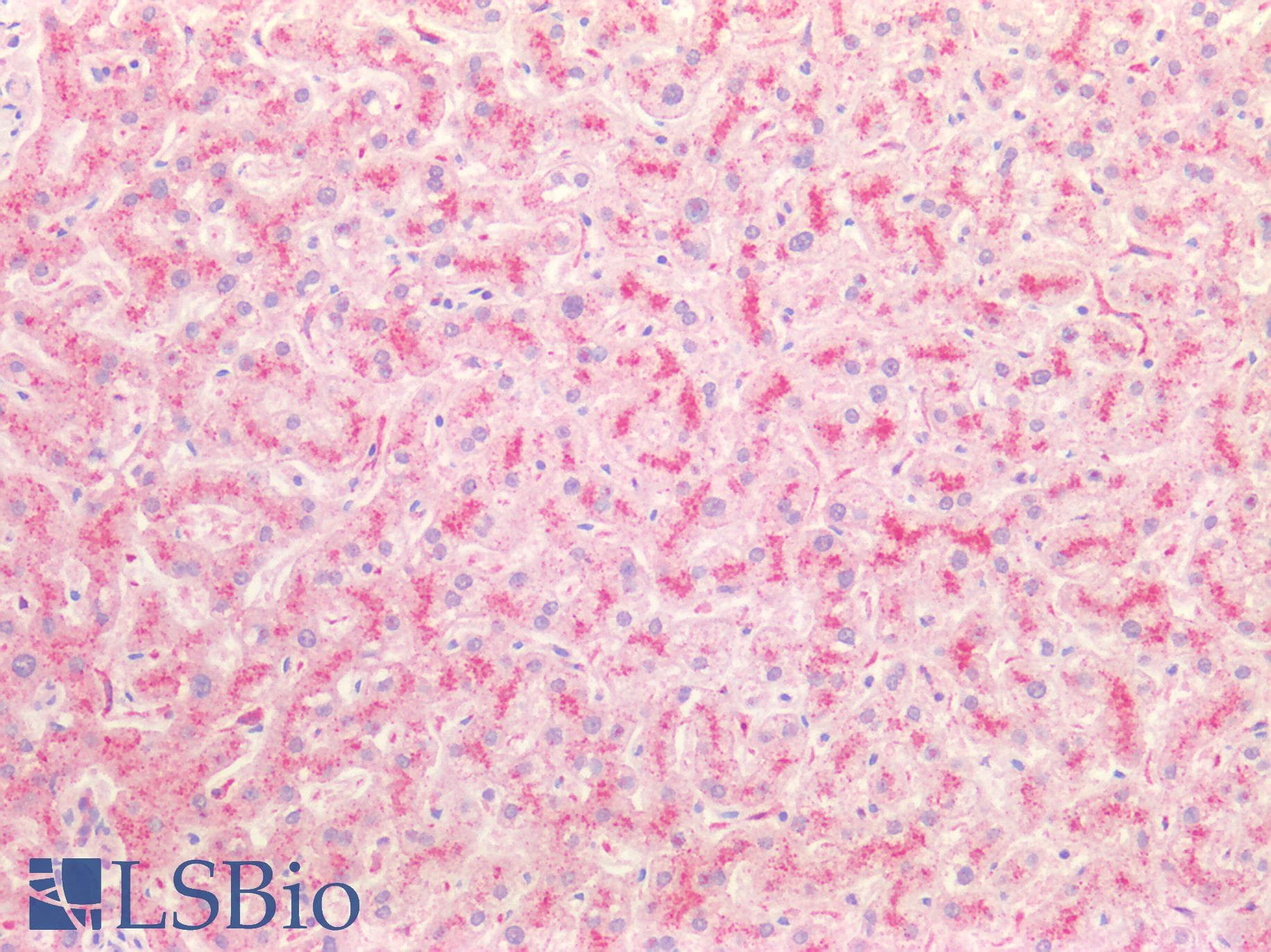 PathPlus™ Polyclonal Goat anti-Human CTSB / Cathepsin B Antibody (Internal Region, IHC, IF, WB)