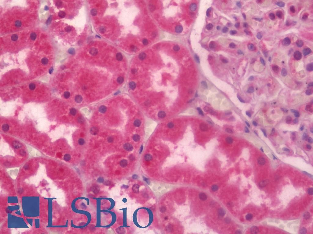 IHC-plus™ NUMB Antibody (clone 5A9)