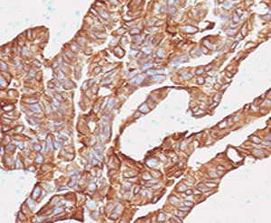 EPCAM Antibody (clone EPM17-2, Azide-free, BSA-free)