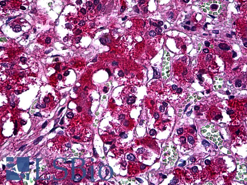IHC-plus™ SYT1 / Synaptotagmin Antibody (clone 1A6)