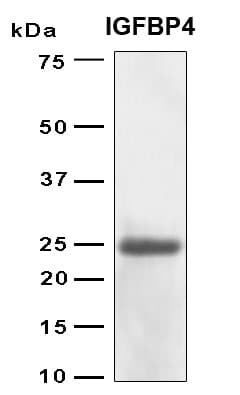 Human IGFBP4 Protein (Recombinant 6His, N-terminus)