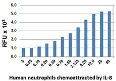 Human IL8 / Interleukin 8 Protein (Recombinant)