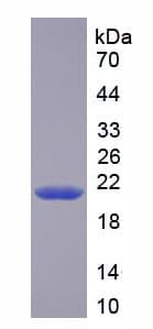 Rat CASP3 / Caspase 3 Protein (Recombinant His-T7)