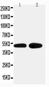 ADRA2A Antibody (aa213-228)