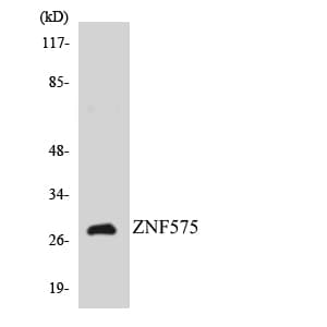 Polyclonal Rabbit anti-Human ZNF575 Antibody (aa30-79, WB)