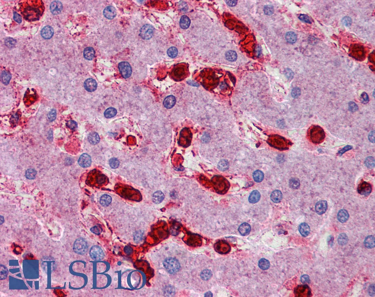 MAP4K4 Antibody (aa287-336)