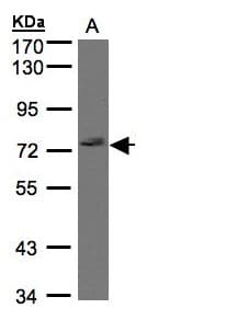 GIMAP8 Antibody (aa26-118)