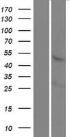 KREMEN1 / KREMEN-1 Protein (Over-Expression Lysate Myc-DDK (Flag))