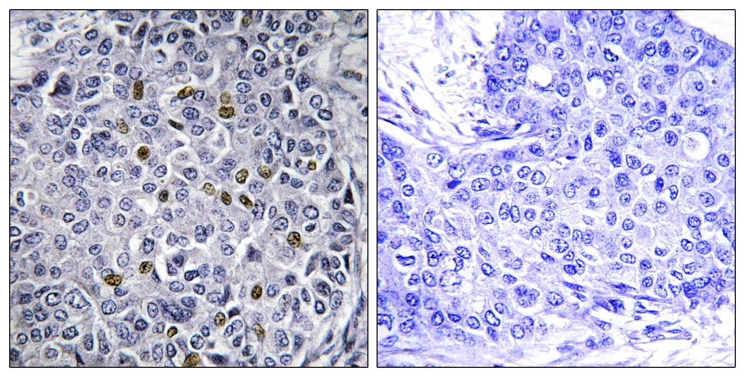 CDC25C Antibody (Ab-48)