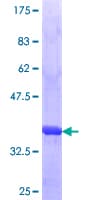 Human ULK3 Protein (Recombinant GST, N-terminus)