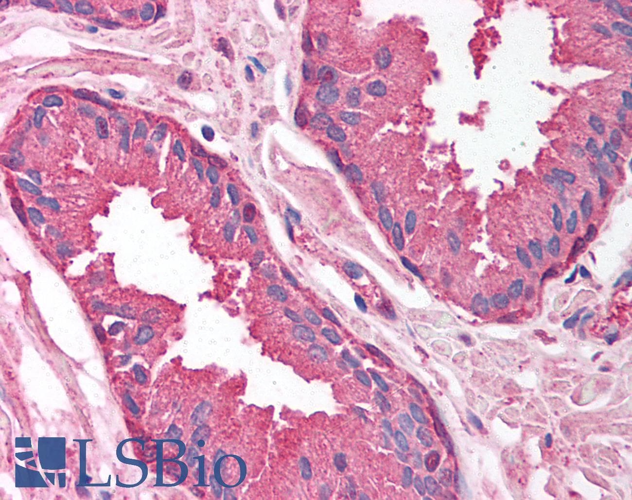 PSMA1 Antibody (aa170-219)