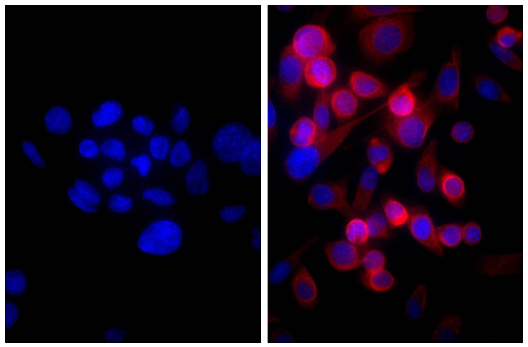 Goat Anti-Mouse IgG Secondary Antibody (AP)