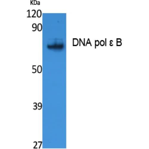 POLE2 Antibody (Internal)