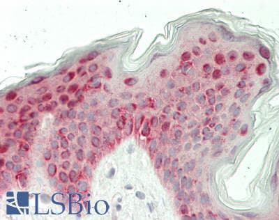 IHC-plus™ TRIM25 Antibody (clone 5C3)