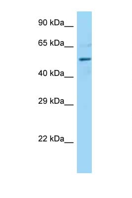 DCTN4 / Dynactin 4 Antibody (aa376-425)