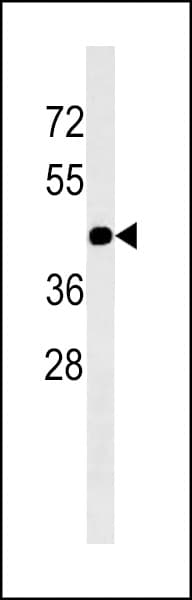 GJC2 Antibody (aa32-61)