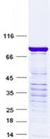 Human RBMY1F Protein (Recombinant GST, N-terminus + His, C-terminus)