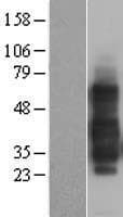 TNFRSF14 / CD270 / HVEM Protein (Over-Expression Lysate Myc-DDK (Flag))
