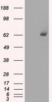 Monoclonal Mouse anti-Human GBP2 Antibody (clone OTI5E10, IHC, WB)