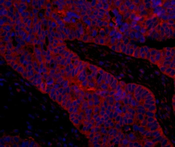 IHC-plus™ EIF3B Antibody (aa100-150)