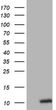 Oxytocin Antibody (aa20-125, clone OTI5G4)