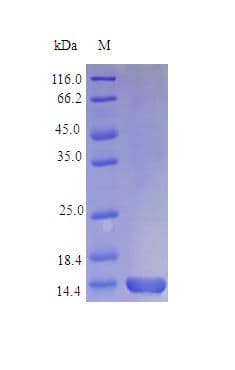Mouse IL3 Protein (Recombinant)