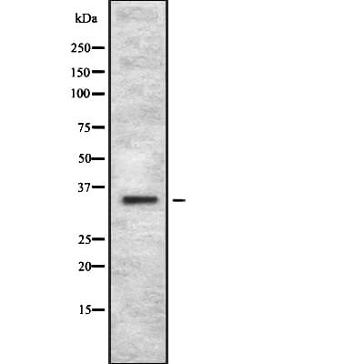 OR4C12 Antibody