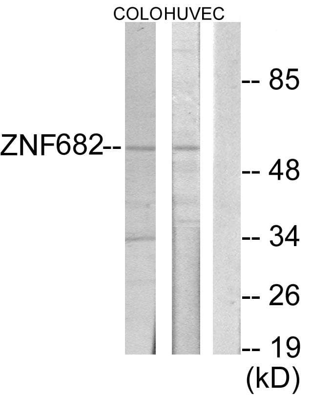 ZNF682 Antibody