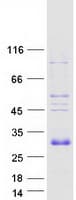 Human VEGFB Protein (Recombinant Myc-DDK (Flag))