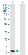 SLC22A18AS Antibody (clone 4B1)