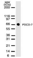 PDCD7 Antibody (clone 46C713.2.1)