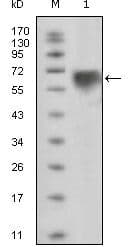 Monoclonal Mouse anti-Human TYRO3 Antibody (clone 1E+12, WB)