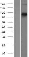 SEMA3E / Semaphorin 3E Protein (Over-Expression Lysate Myc-DDK (Flag))