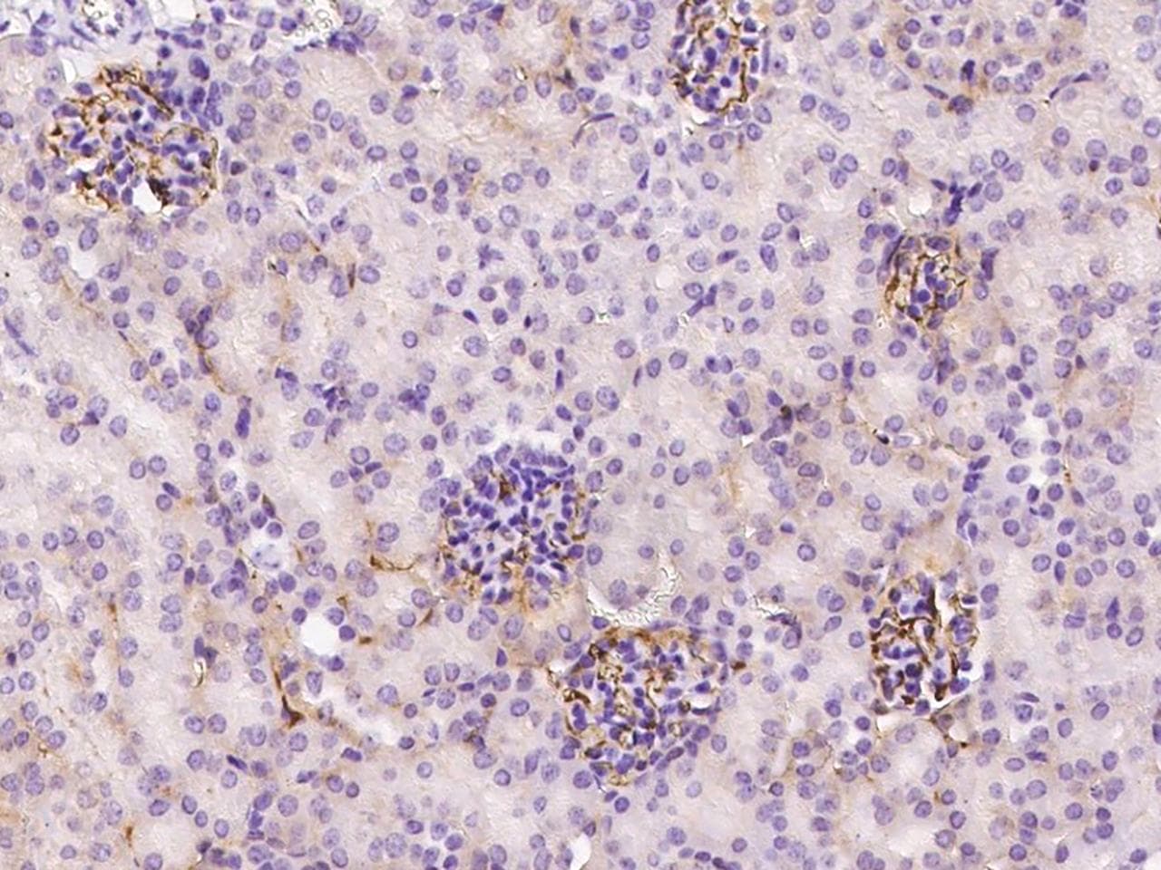 Polyclonal Rabbit anti-Mouse APCS / Serum Amyloid P / SAP Antibody (Preservative Free, IHC)