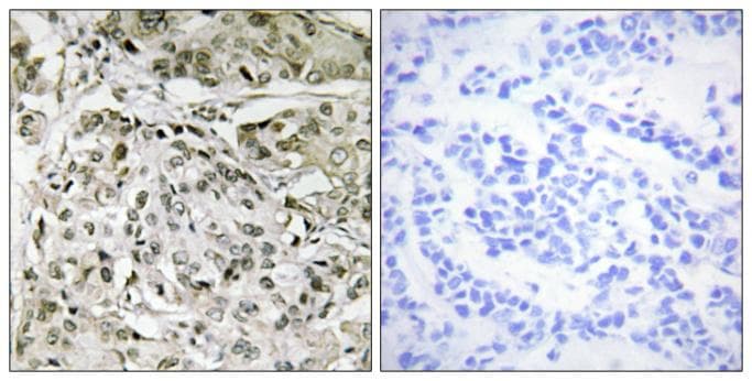 TAF1 Antibody