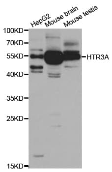 HTR3A / 5-HT3A Receptor Antibody