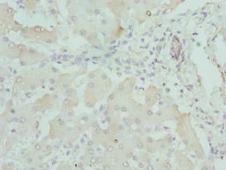 DCXR Antibody