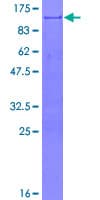 Human TGN46 / TGN38 Protein (Recombinant GST)