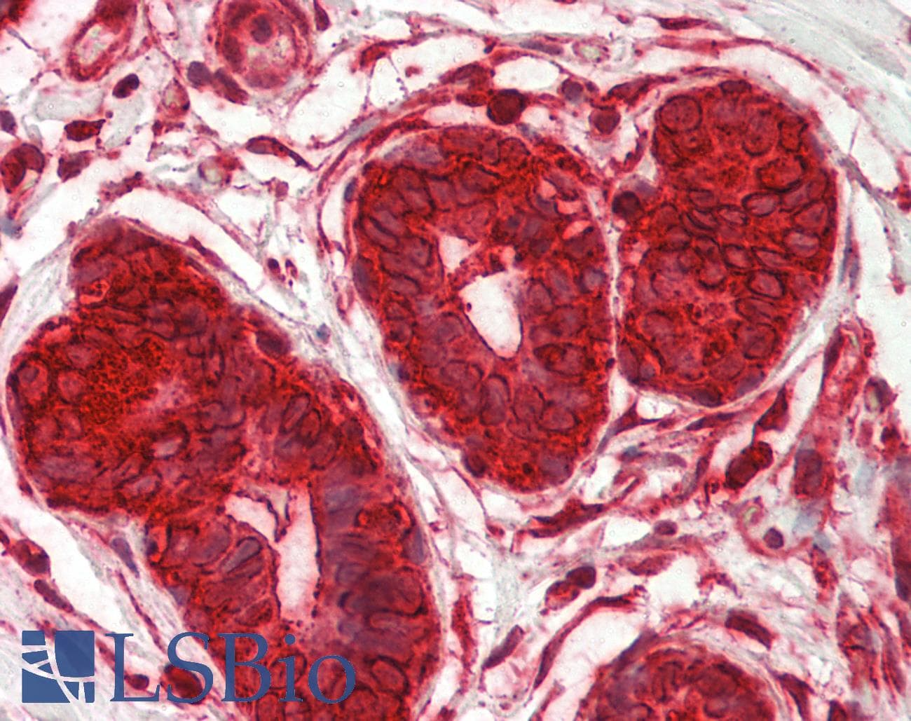 IHC-plus™ DENR / Density Regulated Antibody (aa148-198)