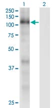 RBL1 / p107 Antibody (clone 1A5)